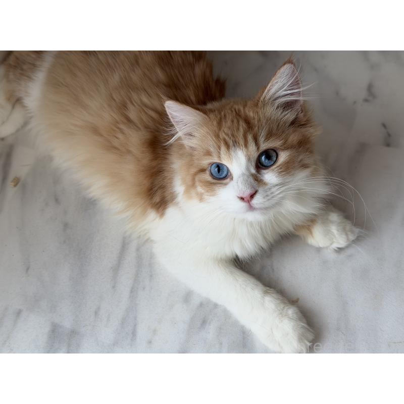 販売中の東京都のラガマフィン-130809の4枚目