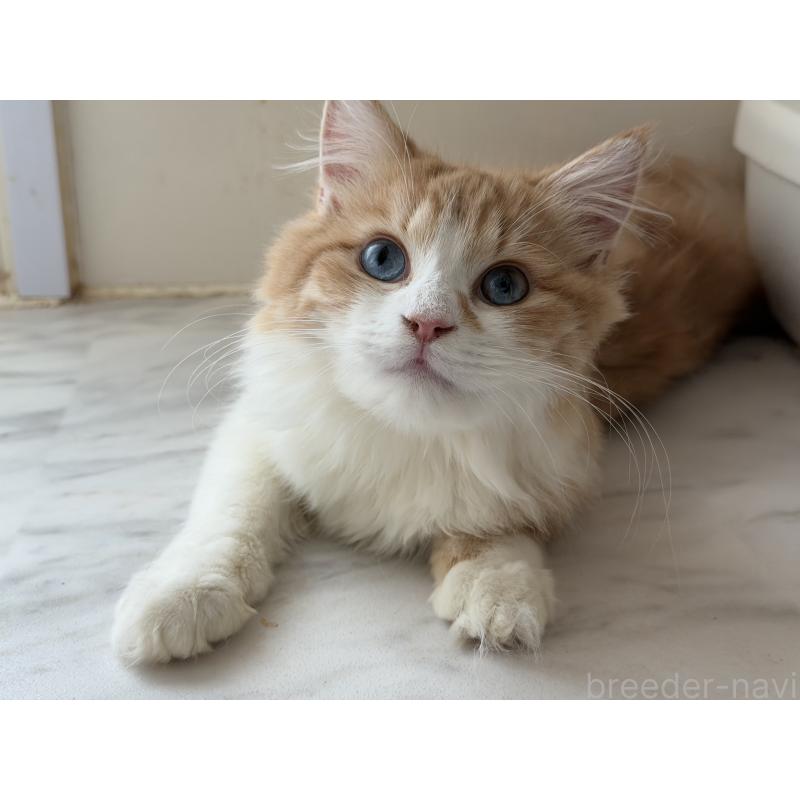 販売中の東京都のラガマフィン-130809の3枚目