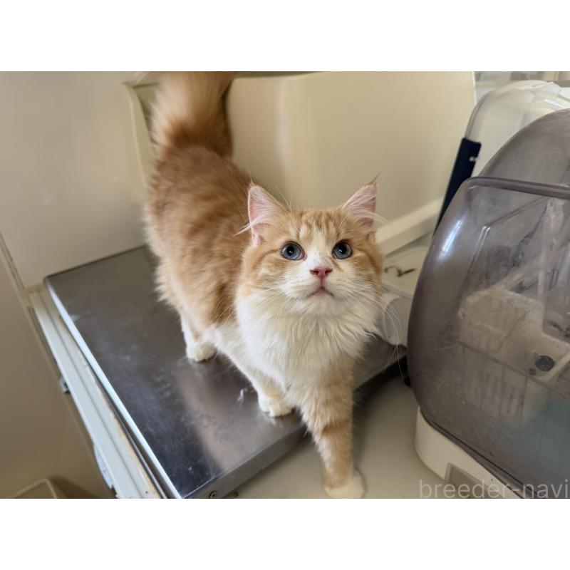 販売中の東京都のラガマフィン-130809の2枚目