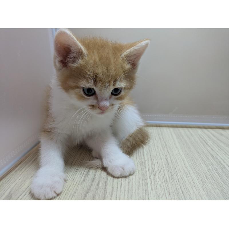 販売中の栃木県のマンチカン-137431の5枚目