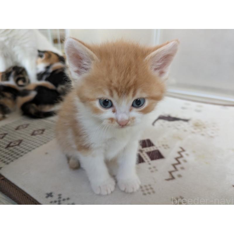 販売中の栃木県のマンチカン-137431の4枚目