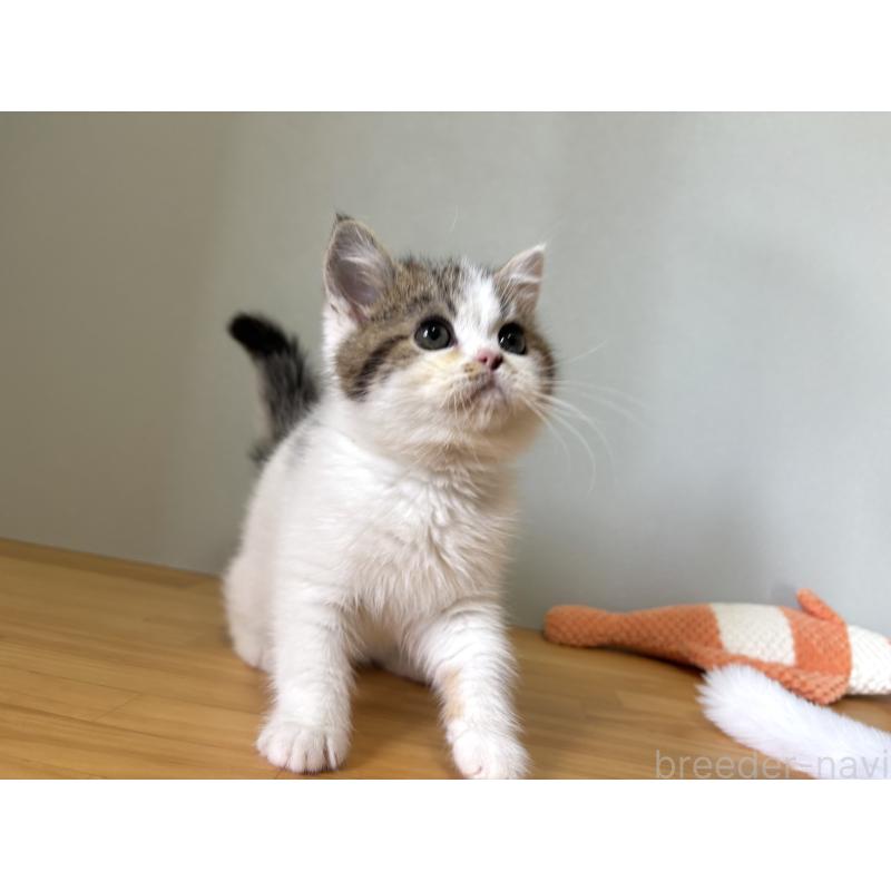 販売中の群馬県のミヌエット-135045の3枚目