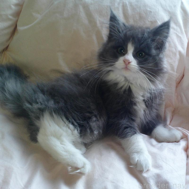 販売中の愛知県のノルウェージャンフォレストキャット-134159