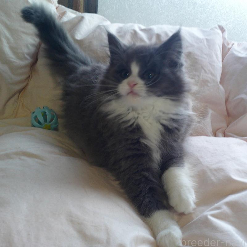 販売中の愛知県のノルウェージャンフォレストキャット-134159の5枚目