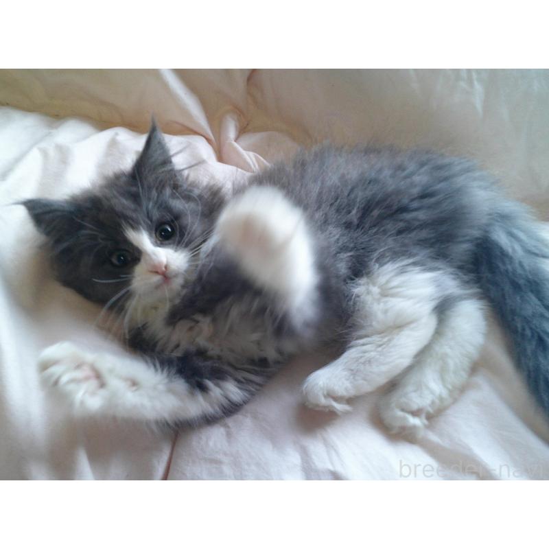 販売中の愛知県のノルウェージャンフォレストキャット-134159の4枚目