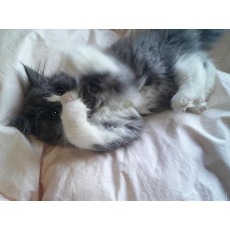 販売中の愛知県のノルウェージャンフォレストキャット-134159の3枚目