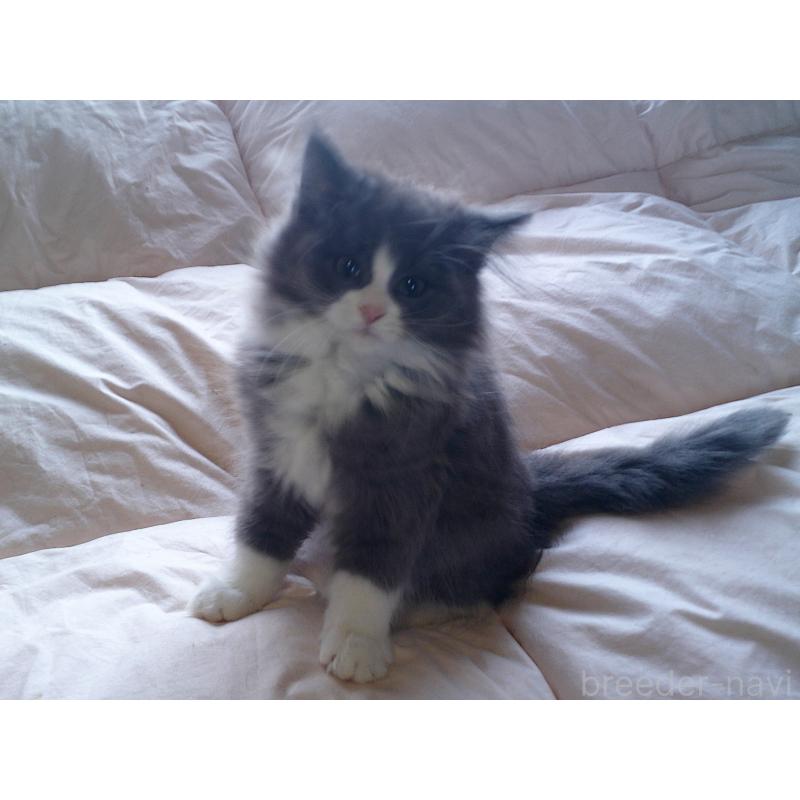 販売中の愛知県のノルウェージャンフォレストキャット-134159の2枚目