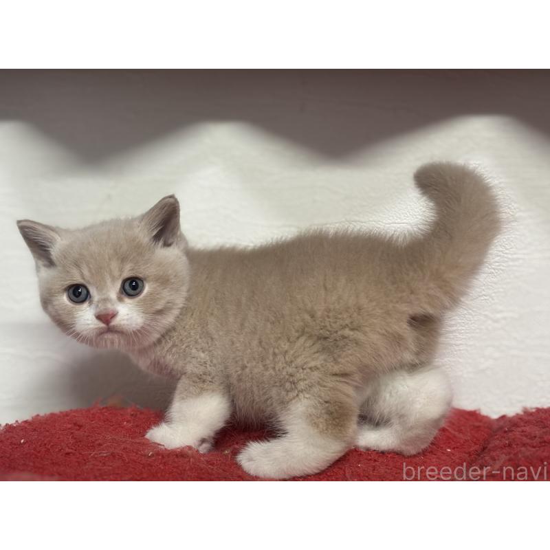 販売中の神奈川県のブリティッシュショートヘア-137432の14枚目