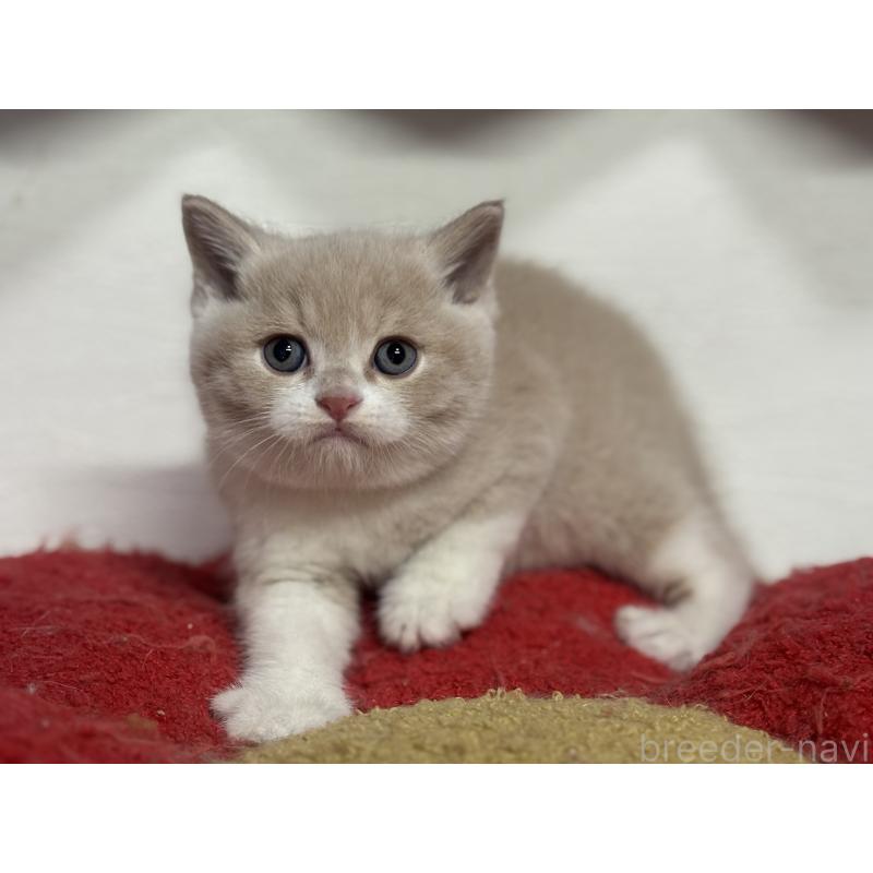 販売中の神奈川県のブリティッシュショートヘア-137432の13枚目