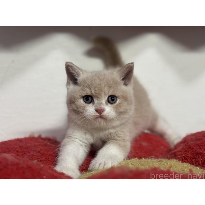 販売中の神奈川県のブリティッシュショートヘア-137432の12枚目