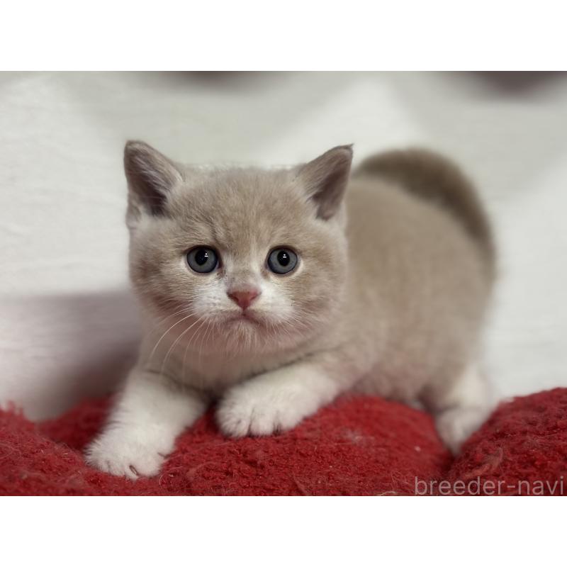 販売中の神奈川県のブリティッシュショートヘア-137432の10枚目