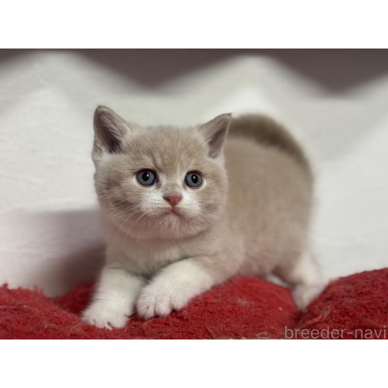 販売中の神奈川県のブリティッシュショートヘア-137432の9枚目