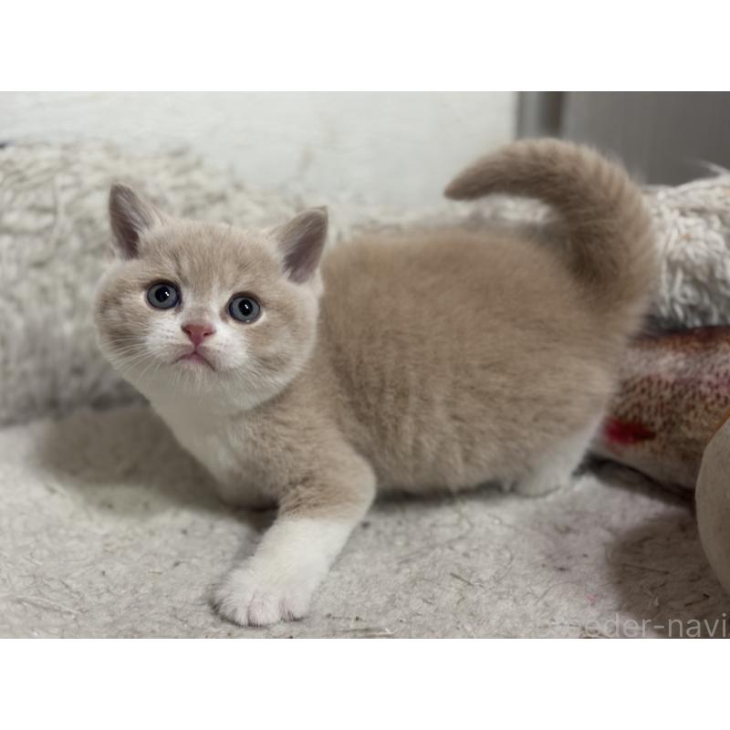 販売中の神奈川県のブリティッシュショートヘア-137432の7枚目