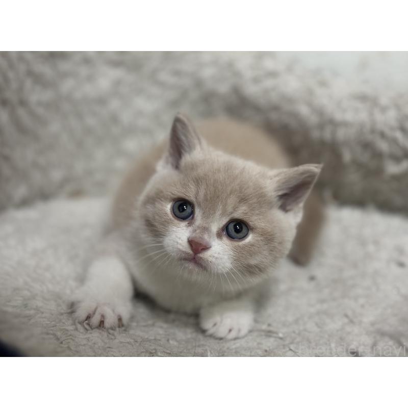 販売中の神奈川県のブリティッシュショートヘア-137432の5枚目