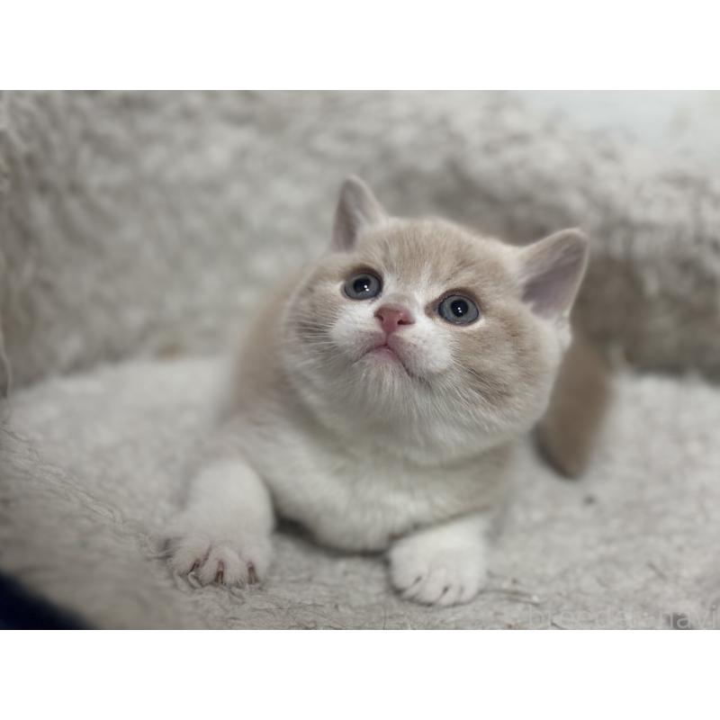 販売中の神奈川県のブリティッシュショートヘア-137432の4枚目