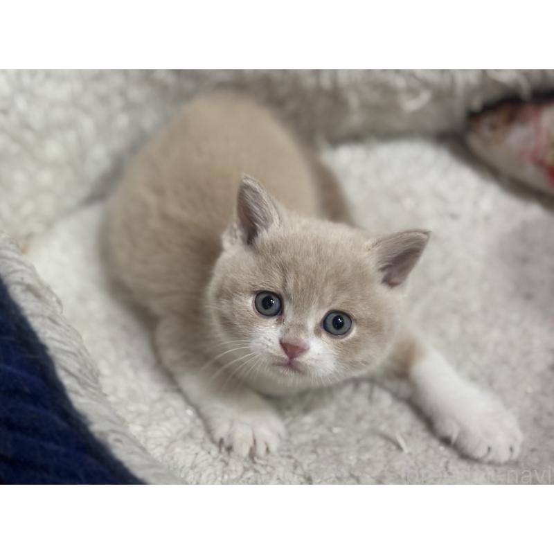 販売中の神奈川県のブリティッシュショートヘア-137432の2枚目