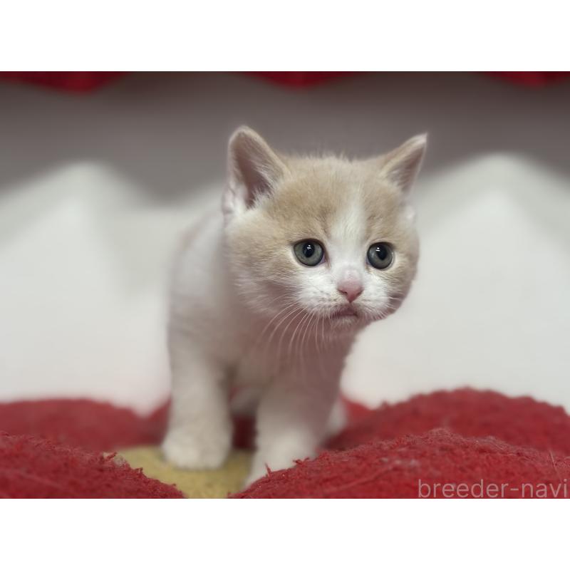 販売中の神奈川県のブリティッシュショートヘア-137433の17枚目