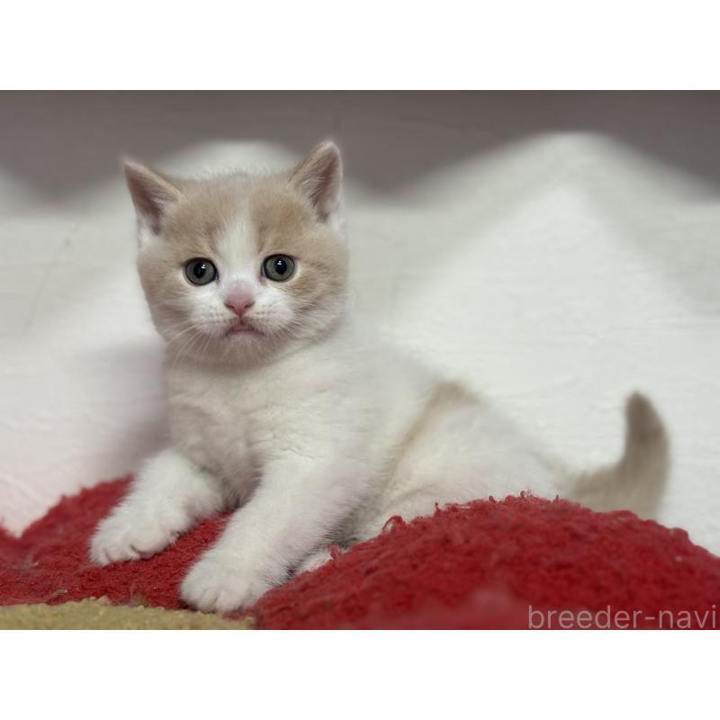 販売中の神奈川県のブリティッシュショートヘア-137433の16枚目