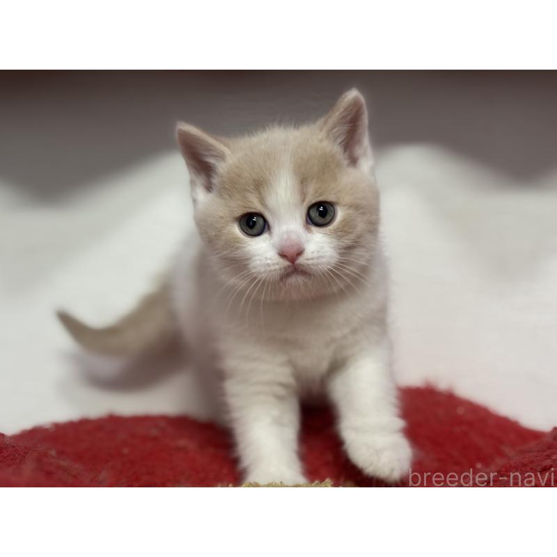 販売中の神奈川県のブリティッシュショートヘア-137433の14枚目