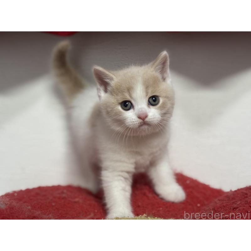 販売中の神奈川県のブリティッシュショートヘア-137433の13枚目