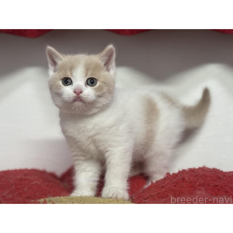 販売中の神奈川県のブリティッシュショートヘア-137433の12枚目