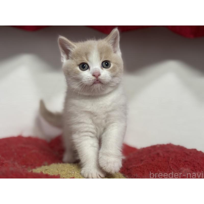 販売中の神奈川県のブリティッシュショートヘア-137433の11枚目