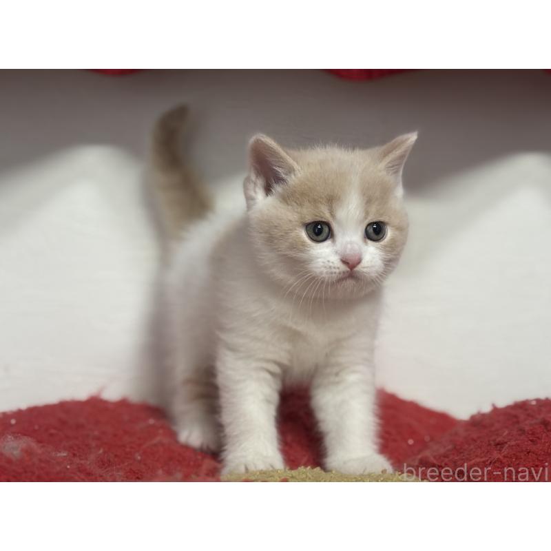 販売中の神奈川県のブリティッシュショートヘア-137433の10枚目