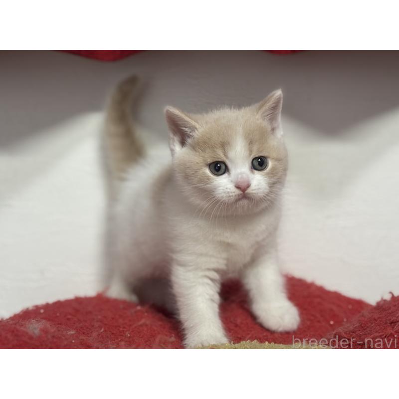 販売中の神奈川県のブリティッシュショートヘア-137433の9枚目