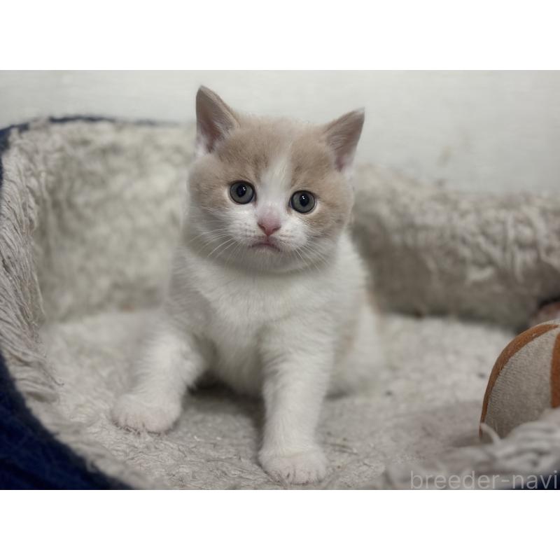 販売中の神奈川県のブリティッシュショートヘア-137433の7枚目