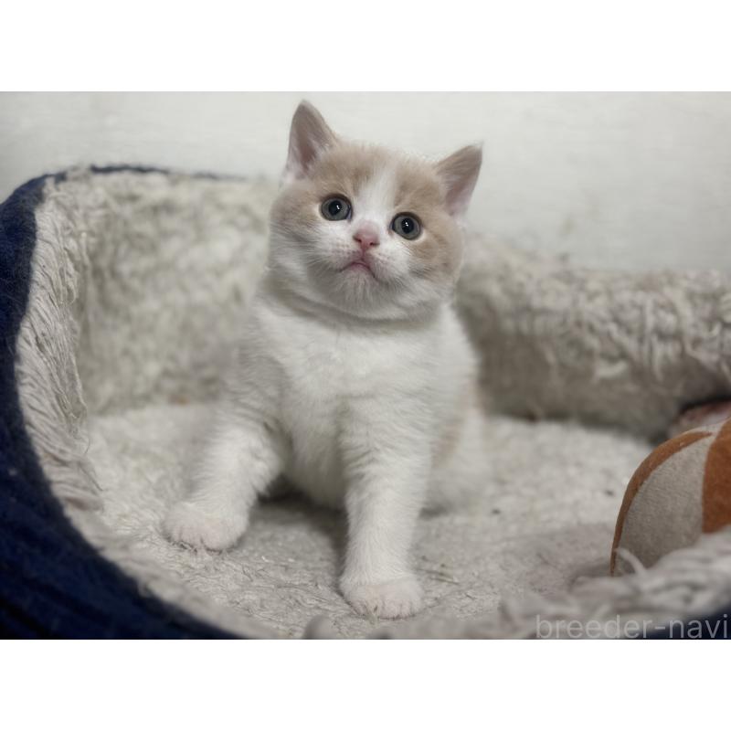 販売中の神奈川県のブリティッシュショートヘア-137433の6枚目