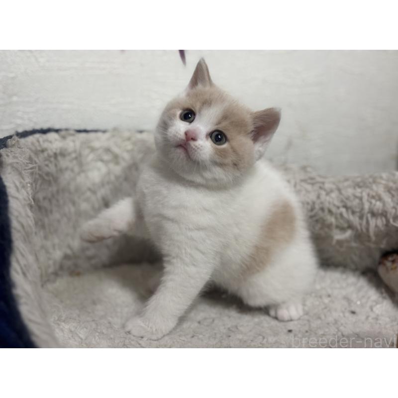 販売中の神奈川県のブリティッシュショートヘア-137433の5枚目