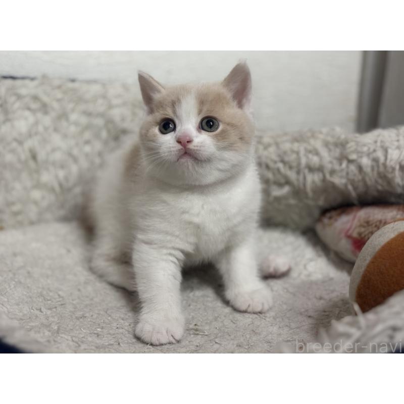 販売中の神奈川県のブリティッシュショートヘア-137433の4枚目