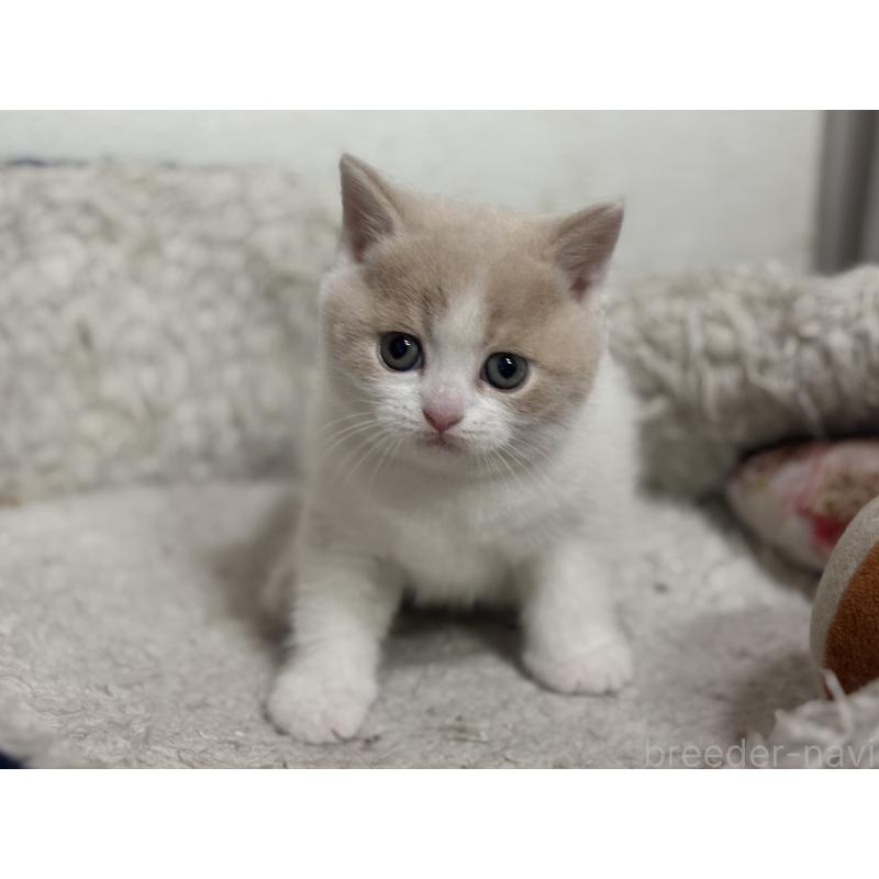 販売中の神奈川県のブリティッシュショートヘア-137433の3枚目