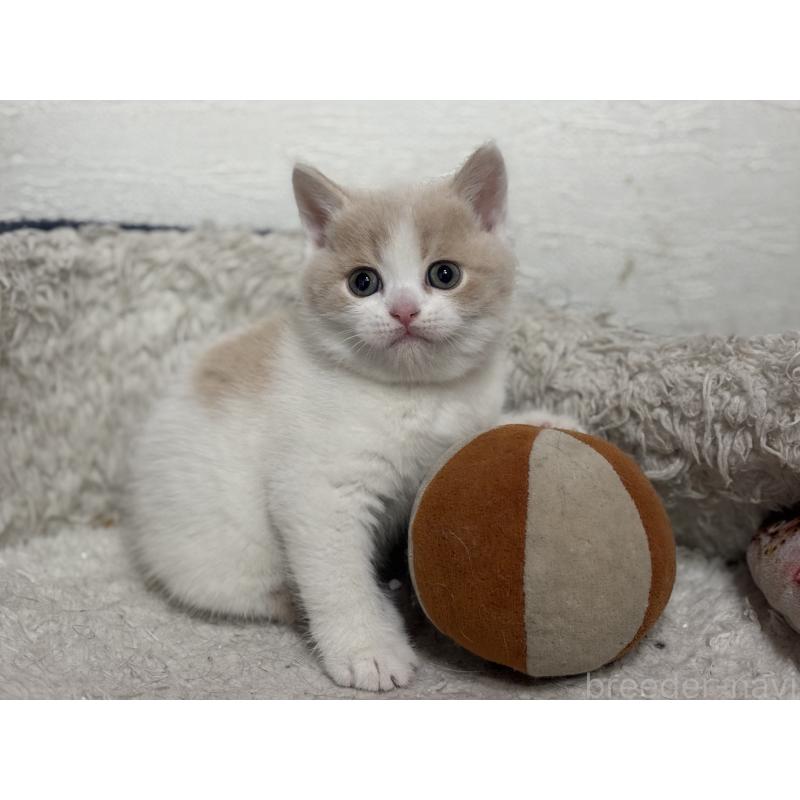 販売中の神奈川県のブリティッシュショートヘア-137433の2枚目