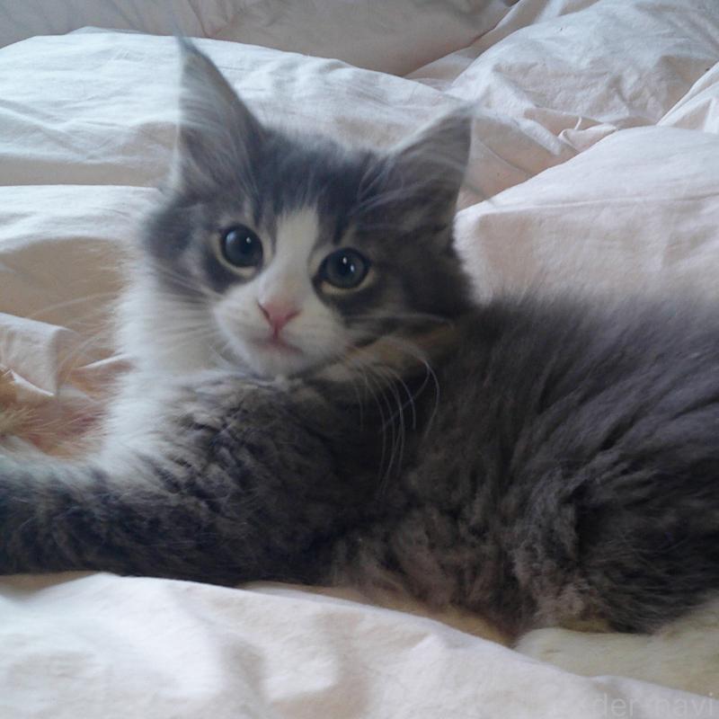 販売中の愛知県のノルウェージャンフォレストキャット-134167