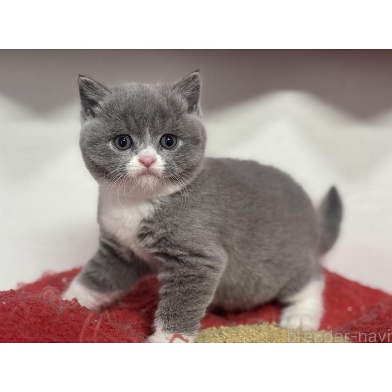 販売中の神奈川県のブリティッシュショートヘア-137434の13枚目