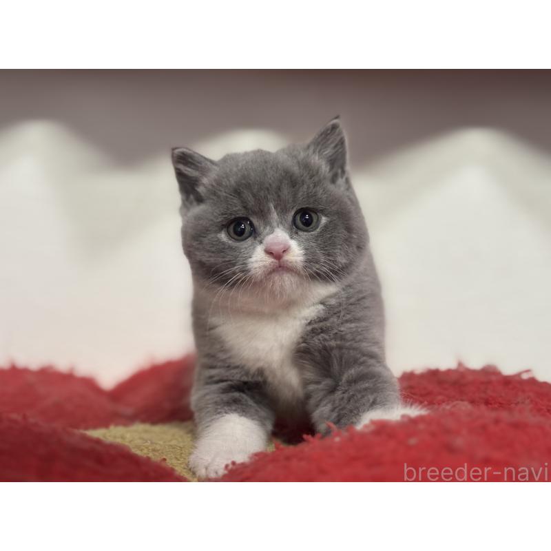 販売中の神奈川県のブリティッシュショートヘア-137434の12枚目