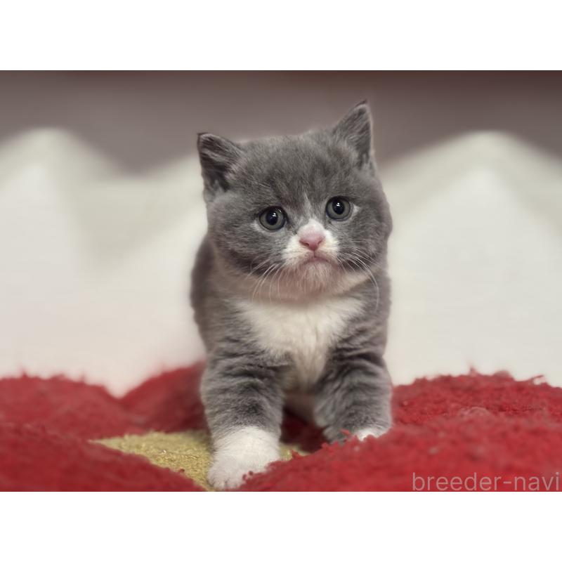 販売中の神奈川県のブリティッシュショートヘア-137434の11枚目