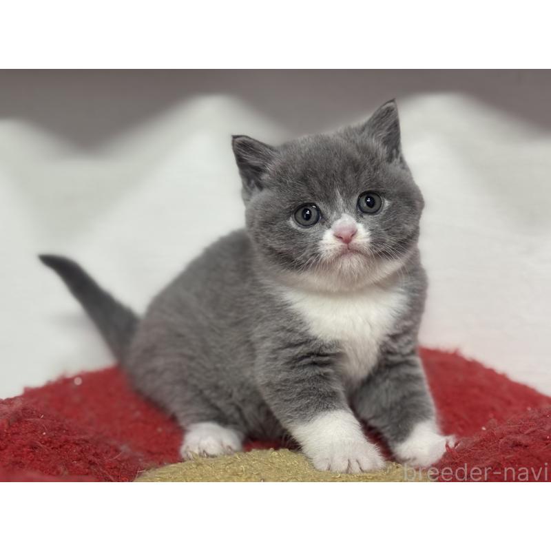 販売中の神奈川県のブリティッシュショートヘア-137434の9枚目