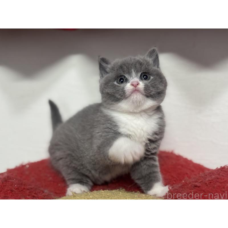 販売中の神奈川県のブリティッシュショートヘア-137434の8枚目