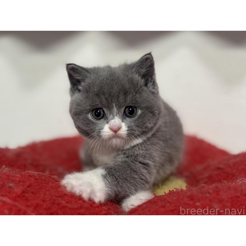 販売中の神奈川県のブリティッシュショートヘア-137434の7枚目