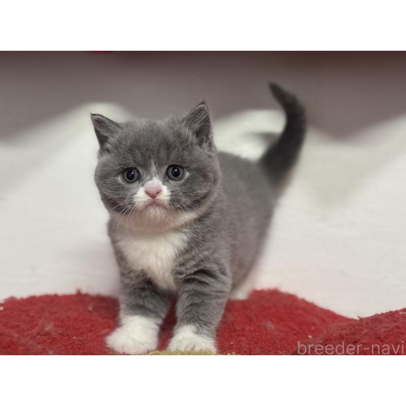 販売中の神奈川県のブリティッシュショートヘア-137434の5枚目