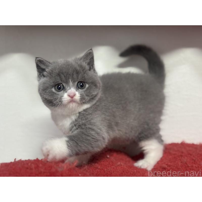 販売中の神奈川県のブリティッシュショートヘア-137434の4枚目