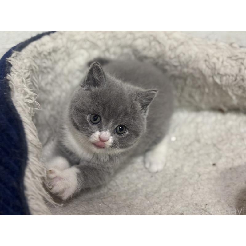 販売中の神奈川県のブリティッシュショートヘア-137434の3枚目