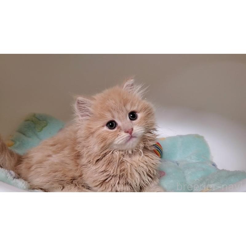 販売中の大阪府のミヌエット(短足)-137435の5枚目