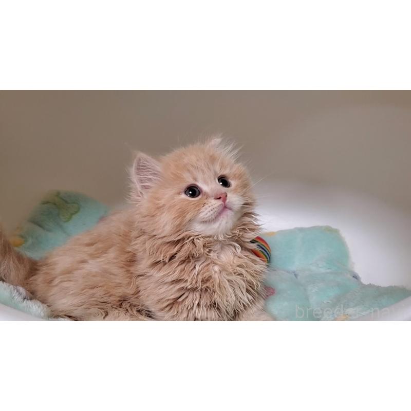 販売中の大阪府のミヌエット(短足)-137435の4枚目