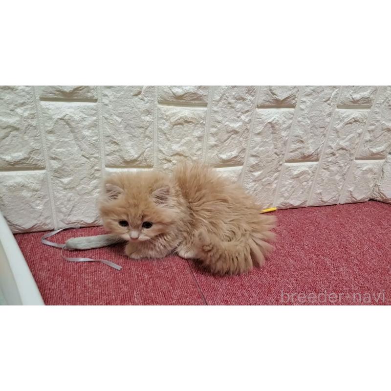 販売中の大阪府のミヌエット(短足)-137435の3枚目