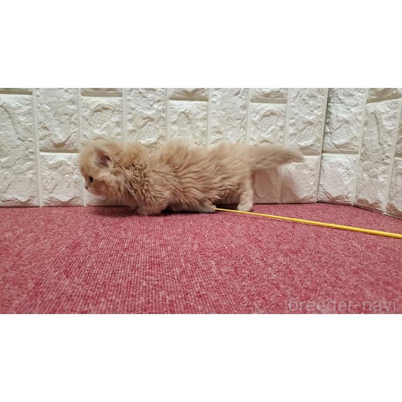 販売中の大阪府のミヌエット(短足)-137435の2枚目