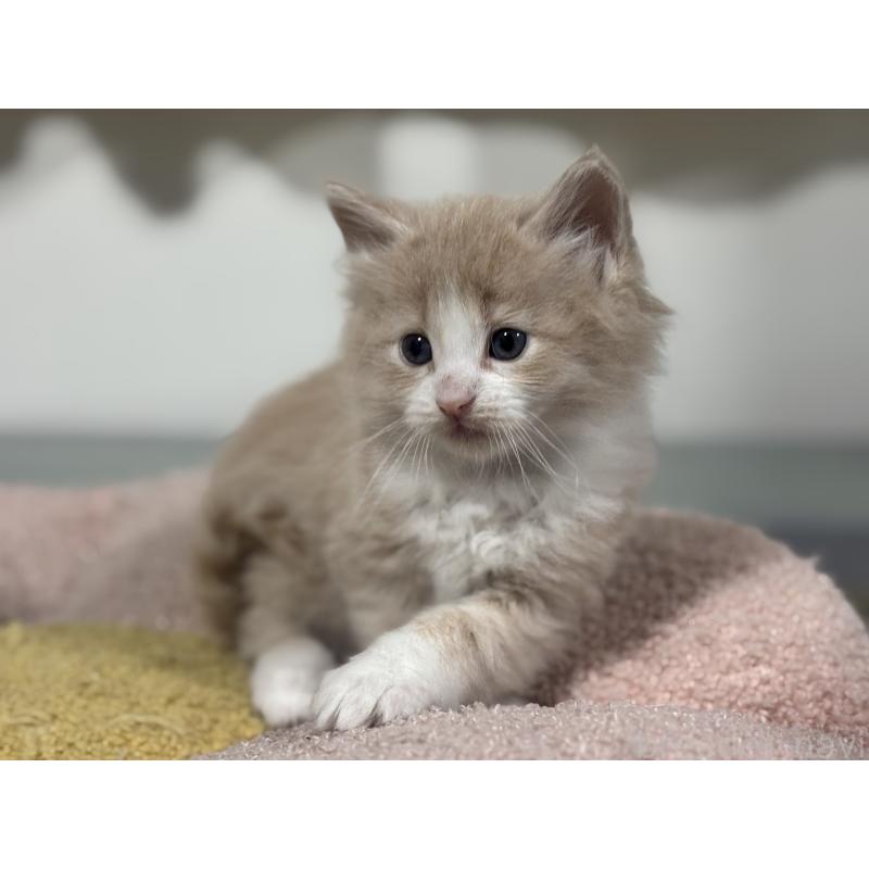 販売中の神奈川県のノルウェージャンフォレストキャット-137437の10枚目