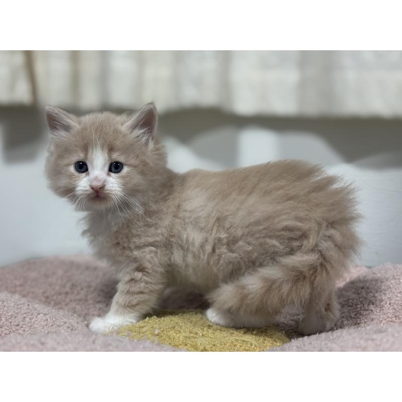 販売中の神奈川県のノルウェージャンフォレストキャット-137437の9枚目